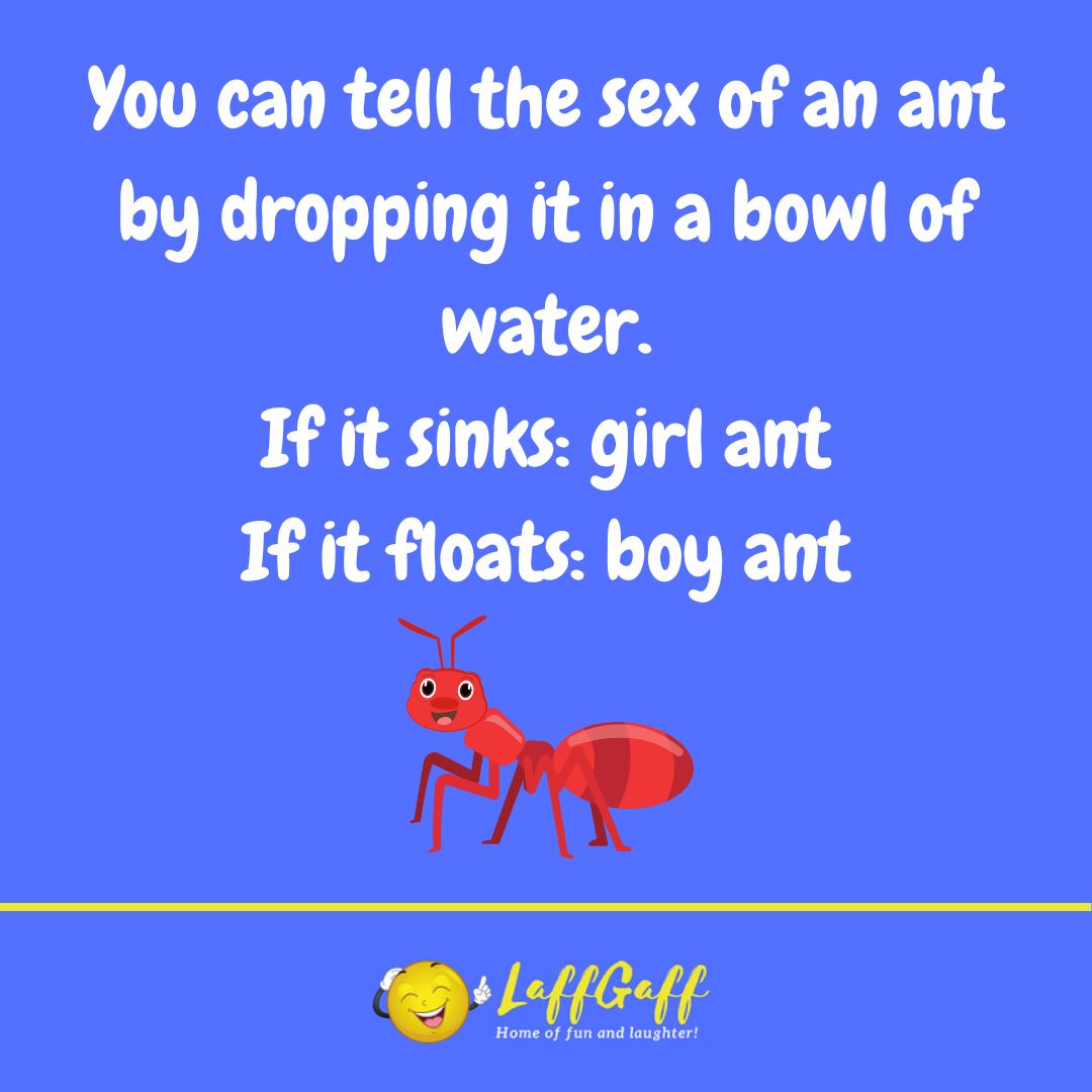 Ant sex joke from LaffGaff.