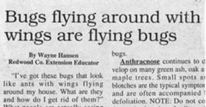 Flying Bugs Funny Headline