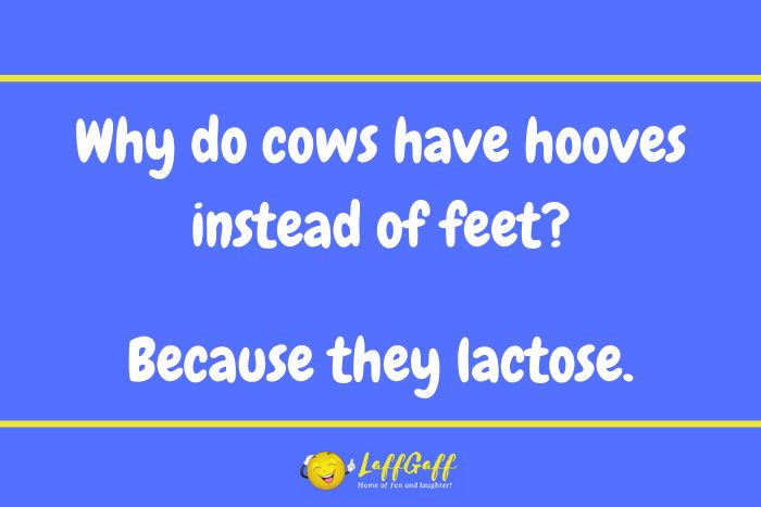 Why do cows have hooves joke from LaffGaff.