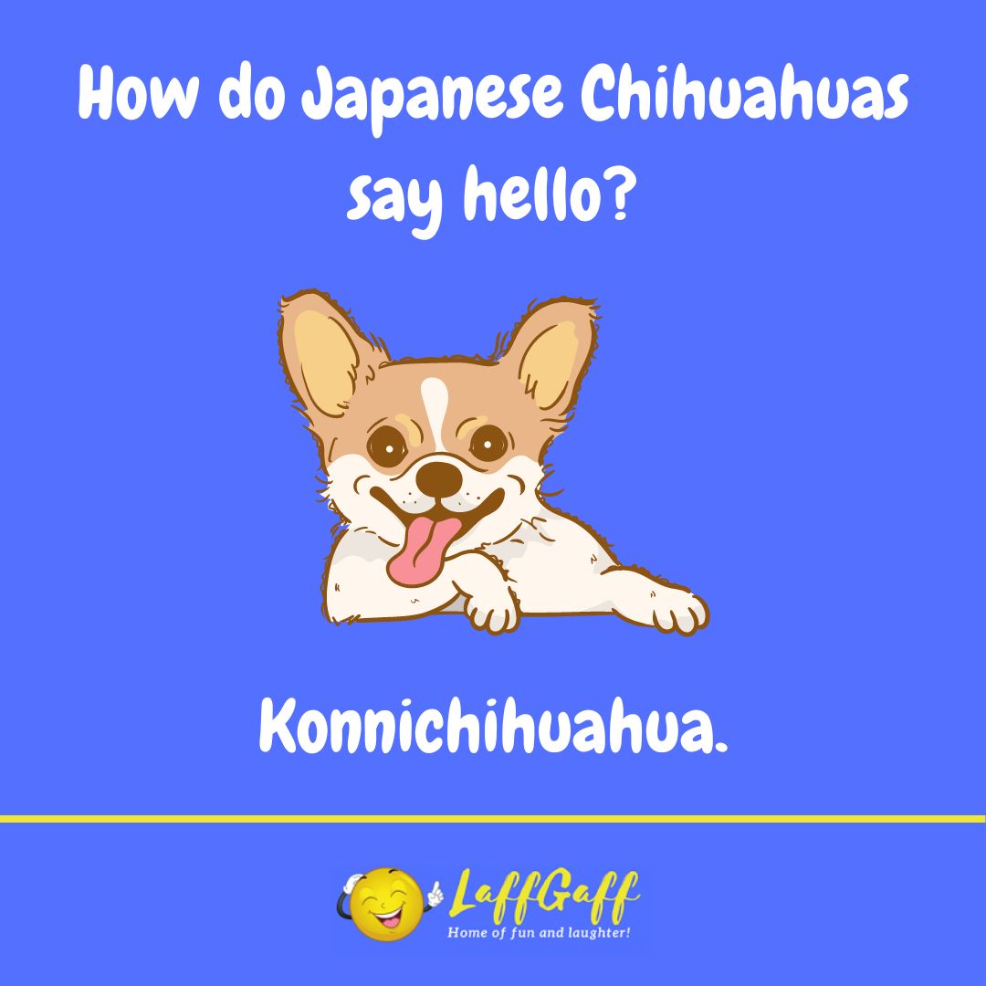 Japanese Chihuahuas joke from LaffGaff.