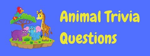 A selection of testing animal trivia questions to give your brain a workout