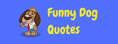 60 Funny Dog Quotes And Puppy Quotes Laffgaff