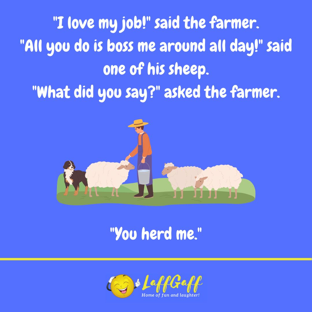 Sheep boss joke from LaffGaff.