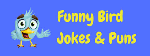 There was no winging it here - these funny bird jokes and puns are eggs-actly what you're looking for!
