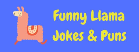 A selection of hilarious llama puns and jokes