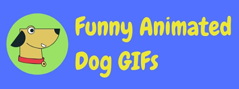 Here are our top ten all-time favorite animated dog GIFs.