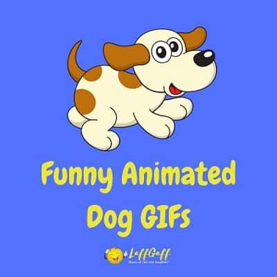 Featured image for a page of funny animated dog GIFs.