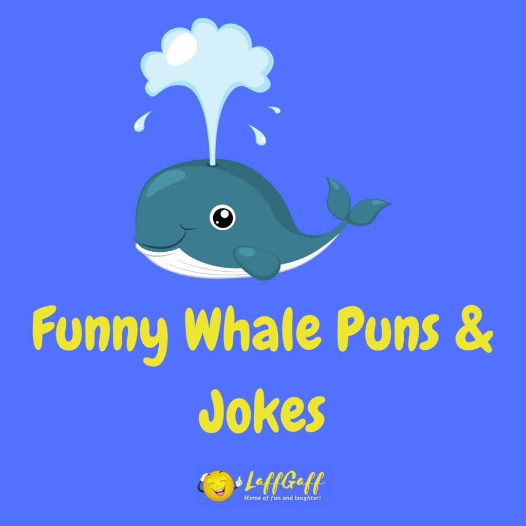 Featured image for a page of funny whale puns & jokes.