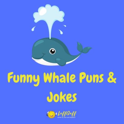 Whale Puns & Jokes