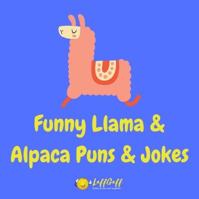 Featured image for a page of funny alpaca and llama puns and jokes.