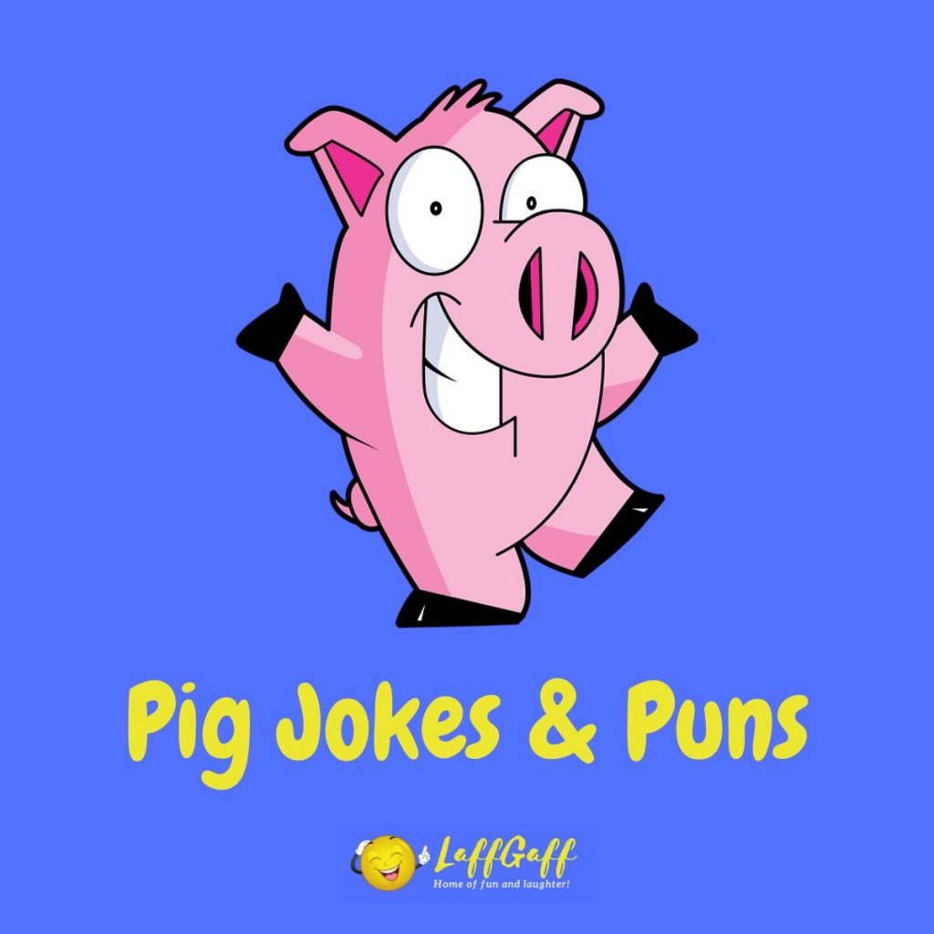 Featured image for a page of funny pig jokes and puns.