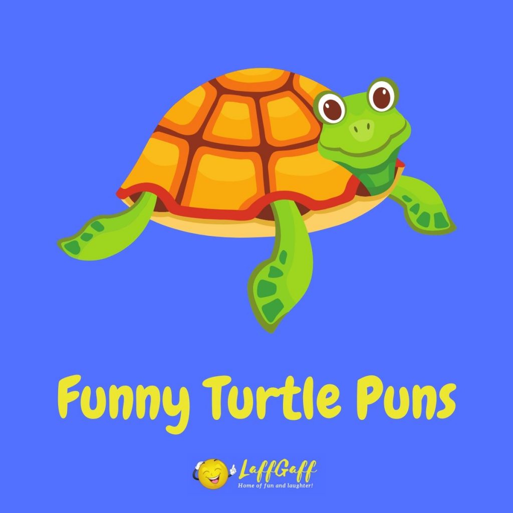 Featured image for a page of funny turtle puns and jokes.