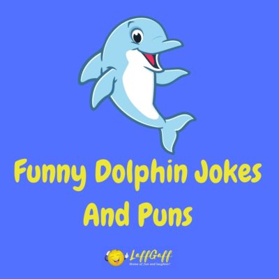 Dolphin Jokes