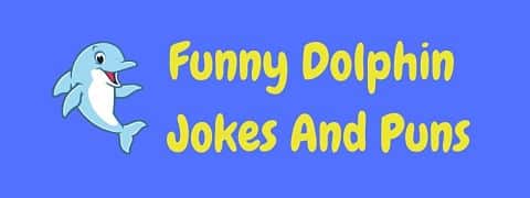 Header image for a page of funny dolphin jokes and puns.