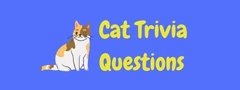 20 Fun Free Cat Trivia Questions And Answers! | LaffGaff