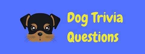 Header image for a page of dog trivia questions and answers.