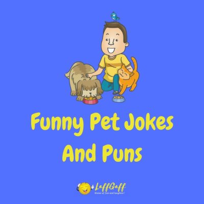Pet Jokes And Puns