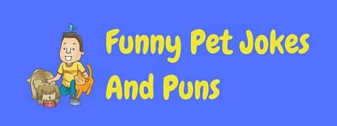 Header image for a page of funny pet jokes and puns.