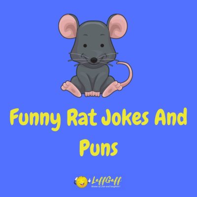 Rat Jokes And Puns