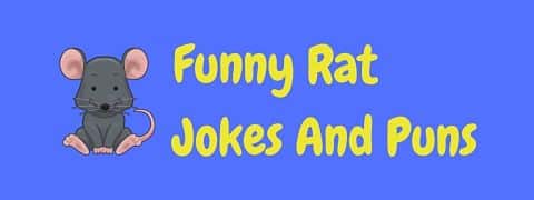 Header image for a page of funny rat jokes and puns.