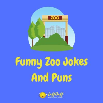 Zoo Jokes And Puns