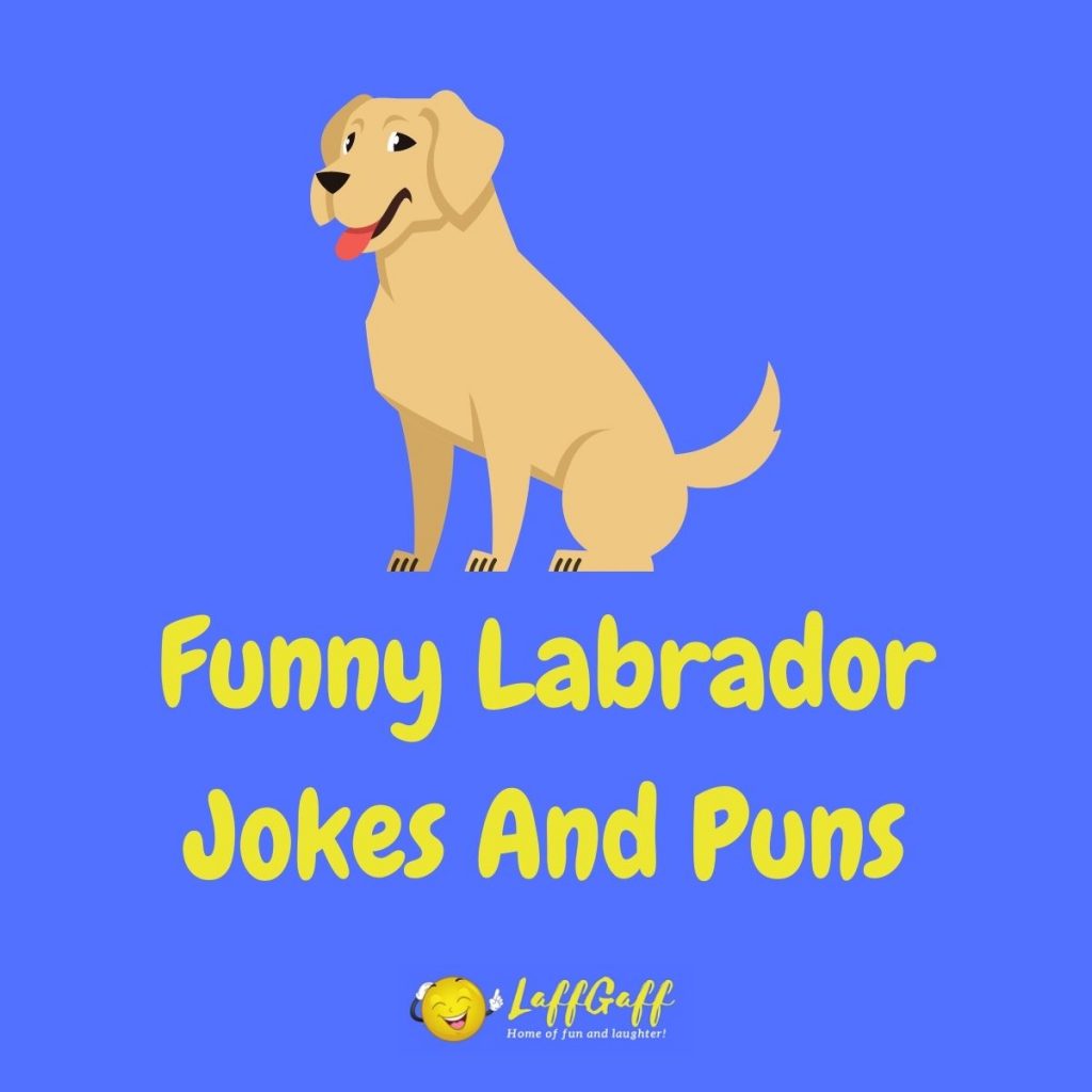 Featured image for a page of funny Labrador jokes and puns.
