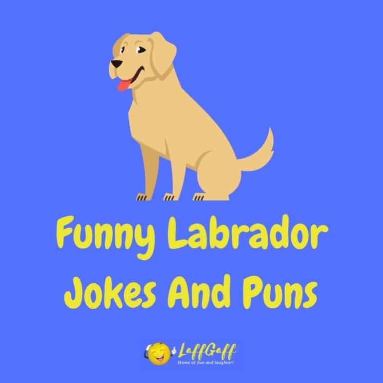 90+ Hilarious Dog Jokes And Funny Dog Puns! | LaffGaff