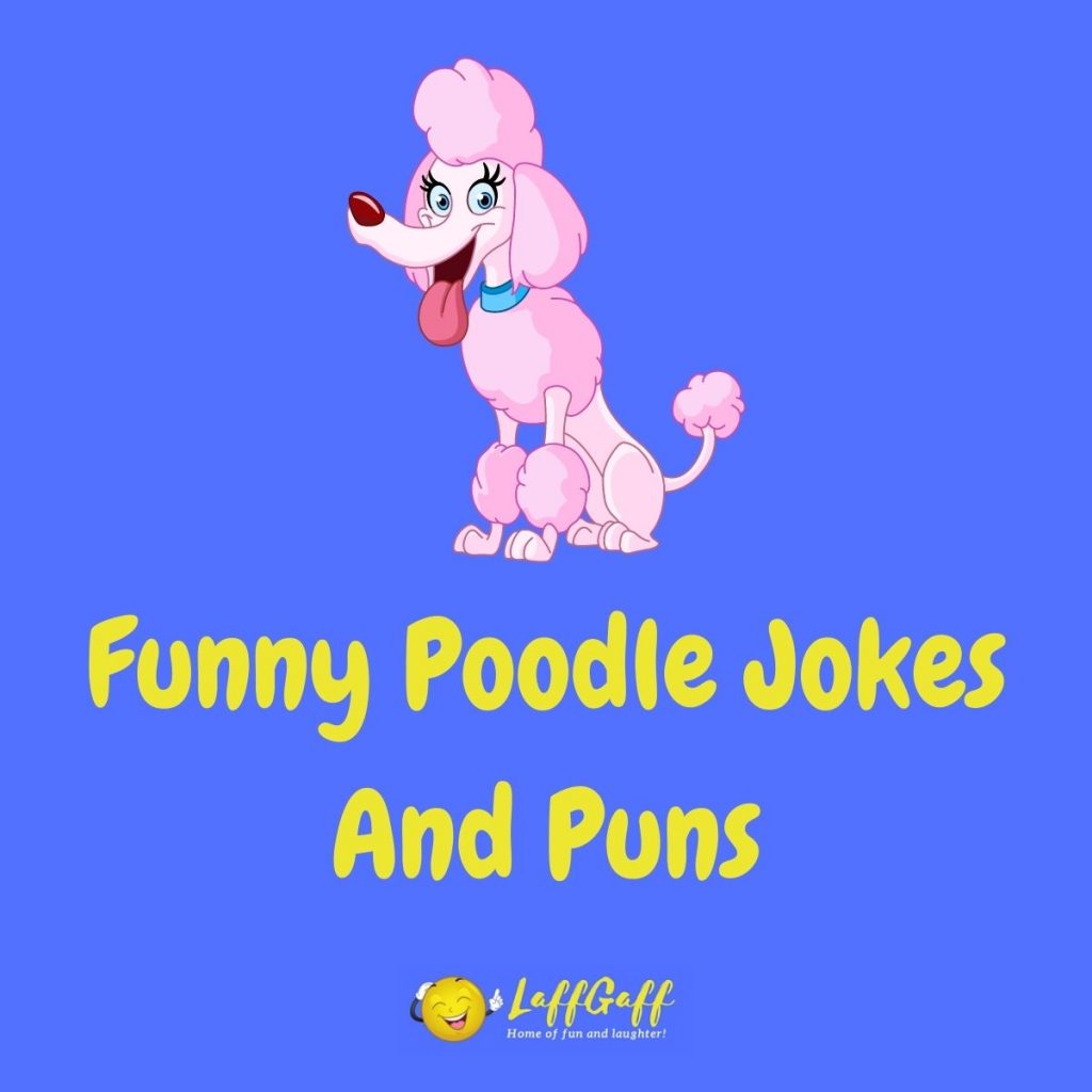 Featured image for a page of funny Poodle jokes and puns.