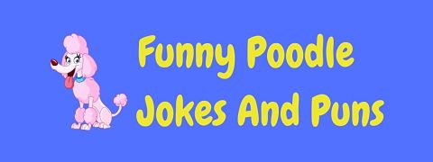 Header image for a page of funny Poodle jokes and puns.