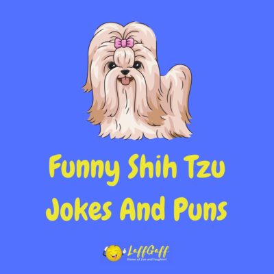 Shih Tzu Jokes And Puns
