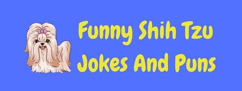 Header image for a page of funny Shih Tzu jokes and puns.