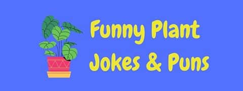 Header image for a page of funny plant jokes and puns.