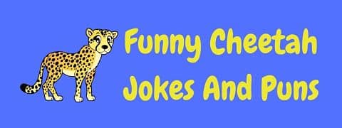 Header image for a page of funny cheetah jokes and puns..