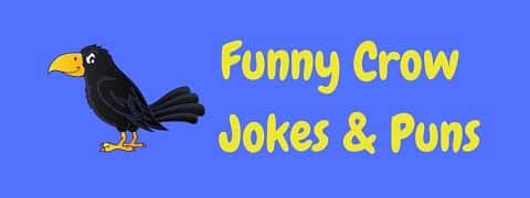 Header image for a page of funny crow jokes and puns.