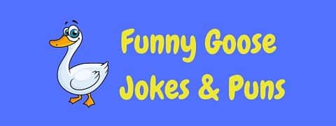 Header image for a page of funny goose jokes and puns.