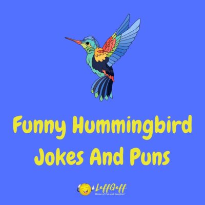 Hummingbird Jokes And Puns
