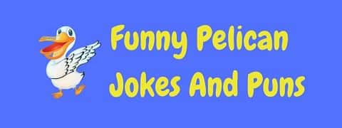 Header image for a page of funny pelican jokes and puns.