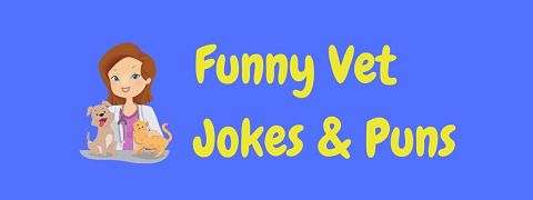 Header image for a page of funny vet jokes and puns.