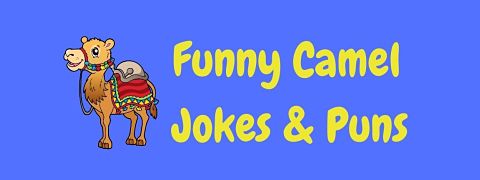 Header image for a page of funny camel jokes and puns.