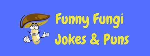 Header image for a page of funny fungi jokes and puns.