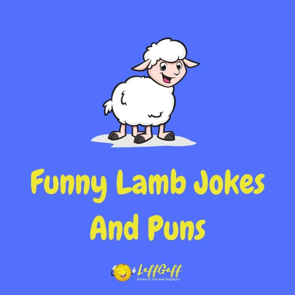 25+ Hilarious Sheep Jokes And Puns! | LaffGaff