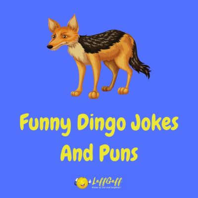 Dingo Jokes And Puns