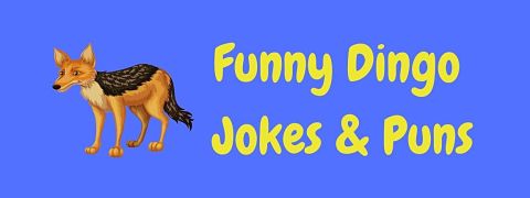Header image for a page of funny dingo jokes and puns.