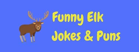 Header image for a page of funny elk jokes and puns.