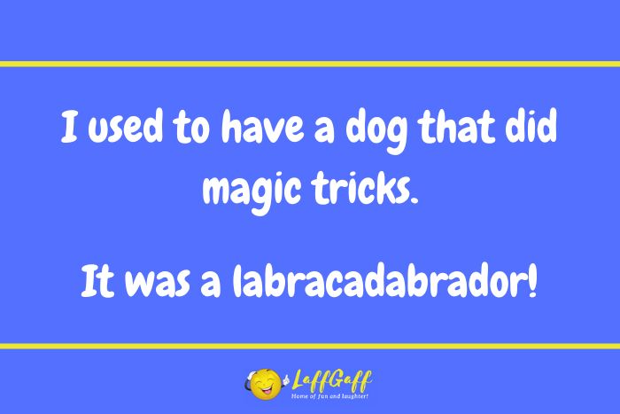 Dog magic tricks joke.