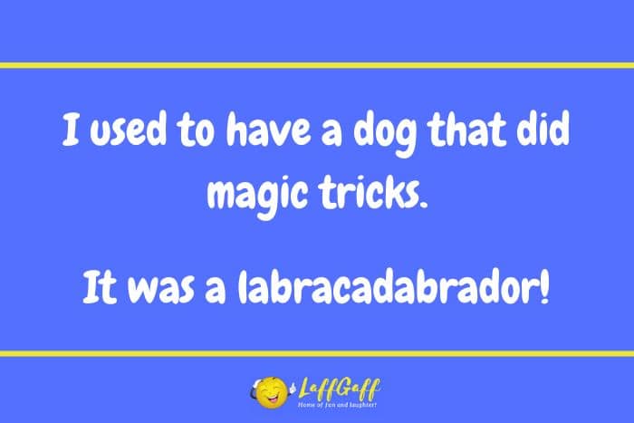 Dog magic tricks joke.