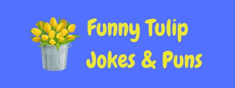Header image for a page of funny tulip jokes and puns.