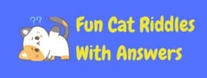 30+ Fun Cat Riddles And Answers! | LaffGaff