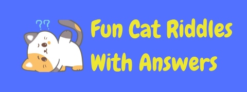 Header image for a page of cat riddles with answers.