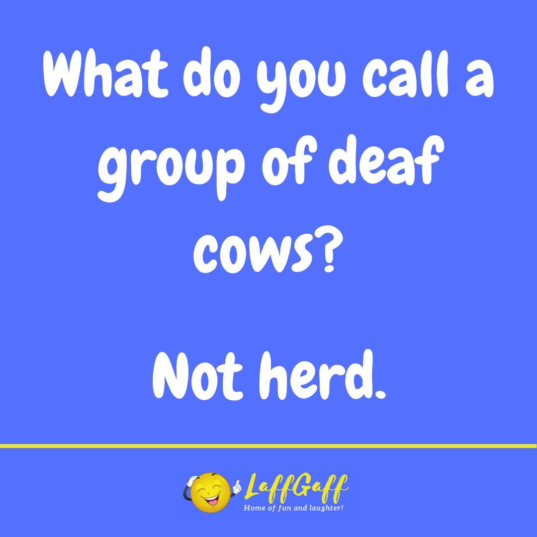 Deaf Cows